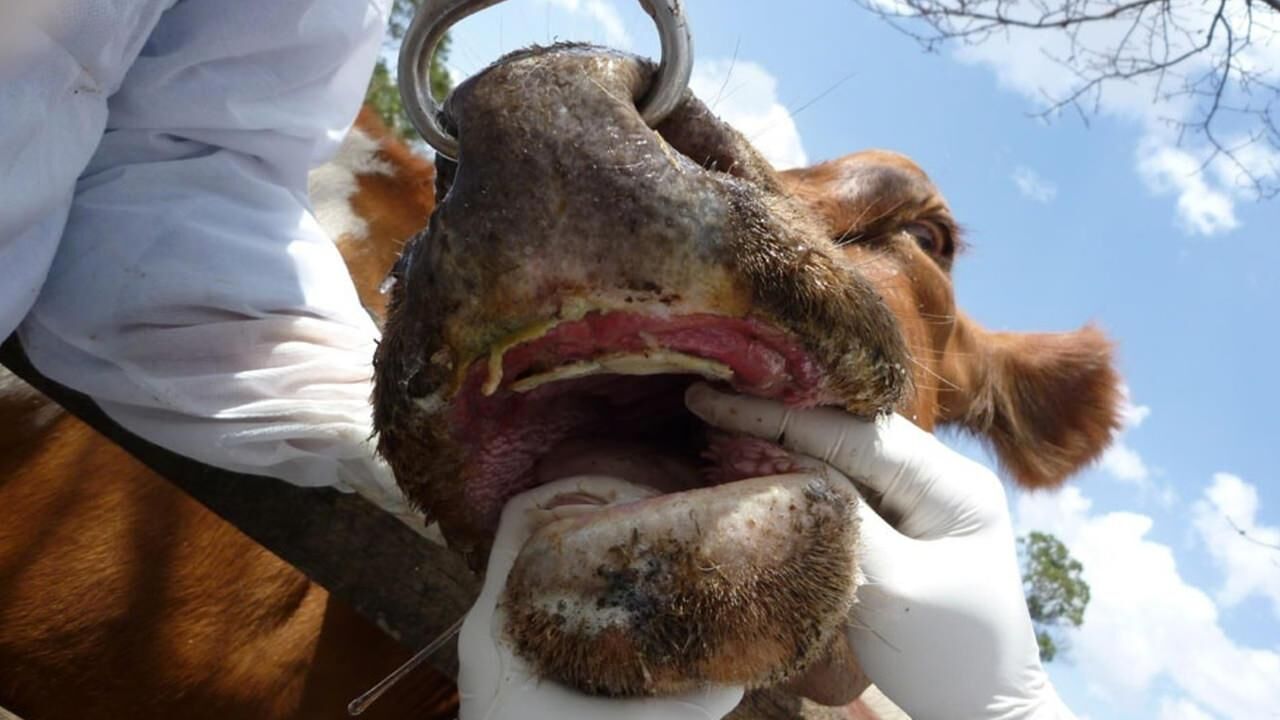 Şap hastalığı nedir? Şap hastalığı insana bulaşır mı? Hayvanda şap hastalığı belirtileri…