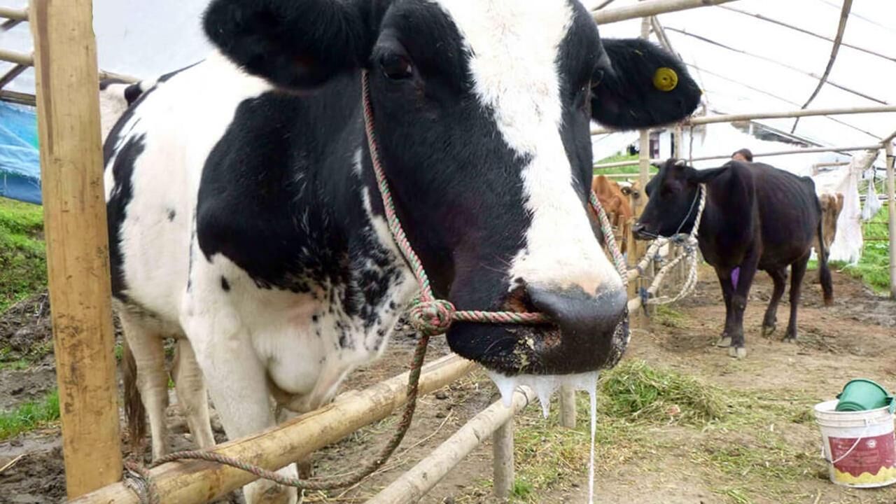 Şap hastalığı nedir? Şap hastalığı insana bulaşır mı? Hayvanda şap hastalığı belirtileri…