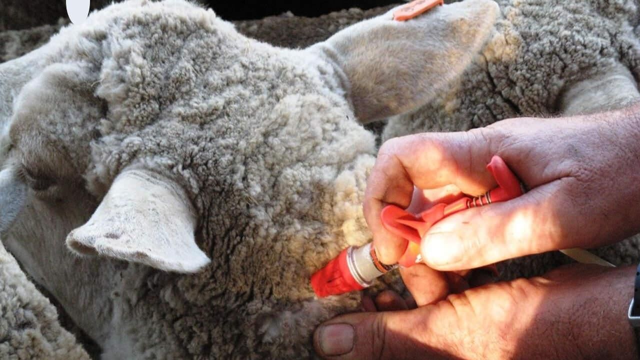 Şap hastalığı nedir? Şap hastalığı insana bulaşır mı? Hayvanda şap hastalığı belirtileri…