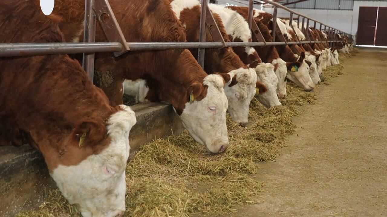 Şap hastalığı nedir? Şap hastalığı insana bulaşır mı? Hayvanda şap hastalığı belirtileri…