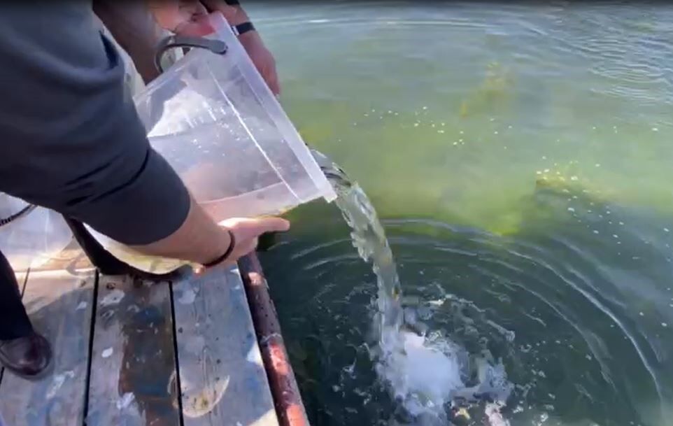 Çıldır’daki doğal yaşama 150 bin yavru sazan desteği