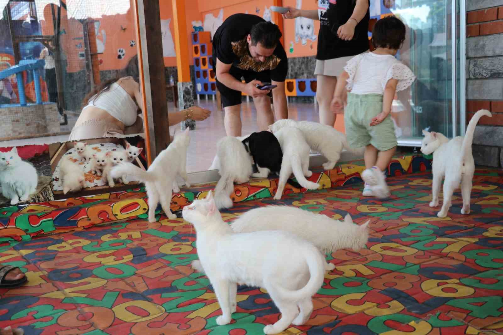 6 ayda 200 bin İranlı Van’ı ziyaret etti