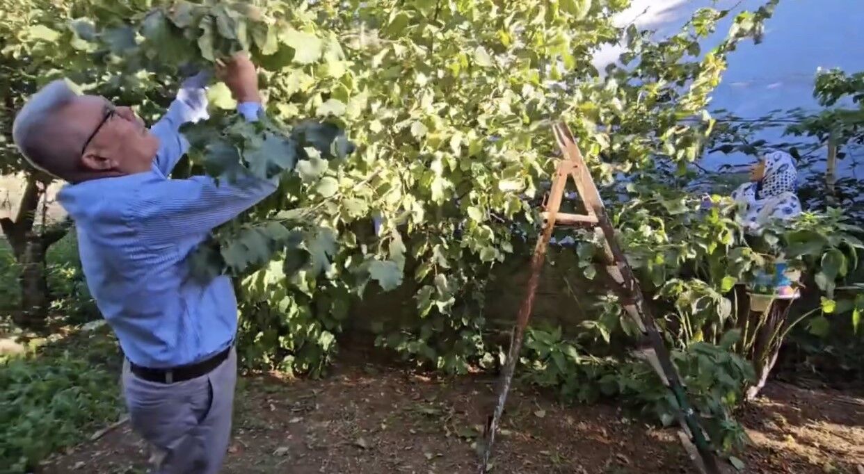 Tufanbeyli’de fındık yetiştirilmeye başlandı