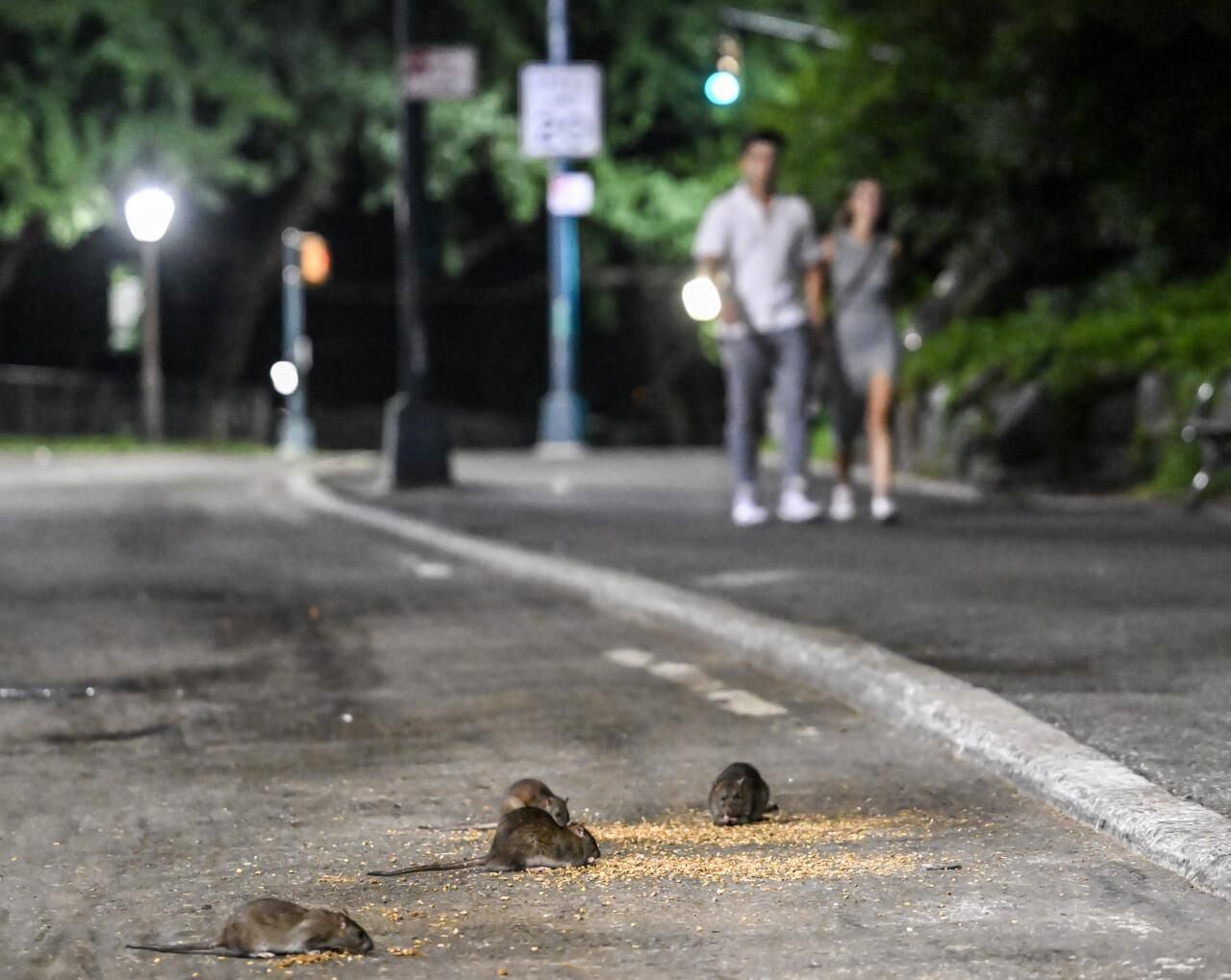 Fareler New York'ta gözle görülür hal aldı