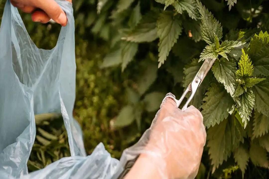 Isırgan otu çayı faydaları nelerdir, nasıl yapılır? Taze ve kuru ısırgan otu çayı mucizesi