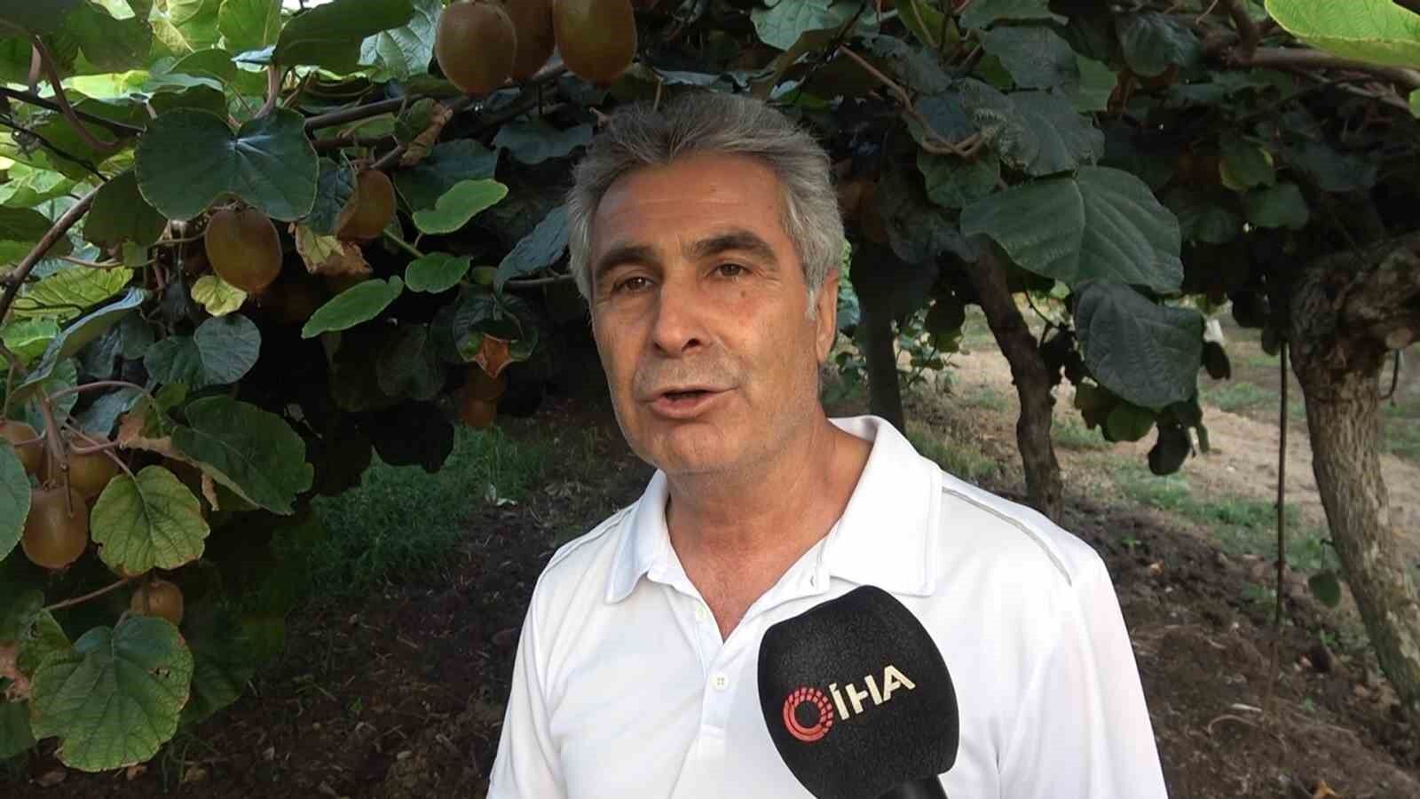 Yalova kivisi bu yıl üreticisinin yüzünü güldürecek