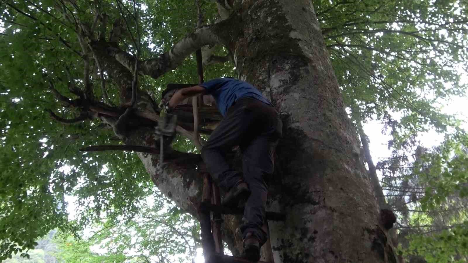 Rize’de kara kovan balının sağımı gerçekleştirildi