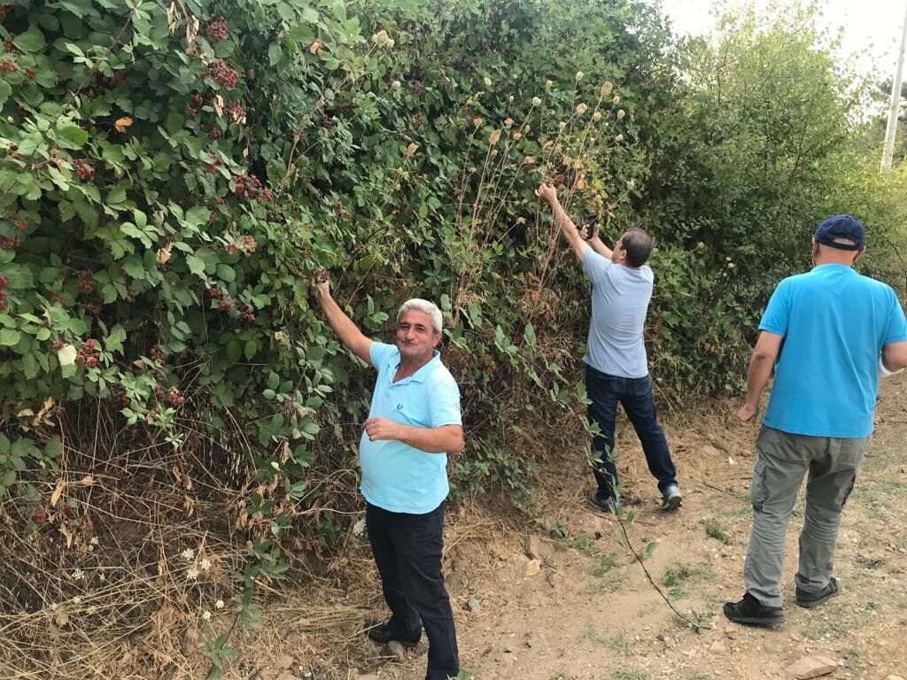 Şifa deposu böğürtlene büyük ilgi