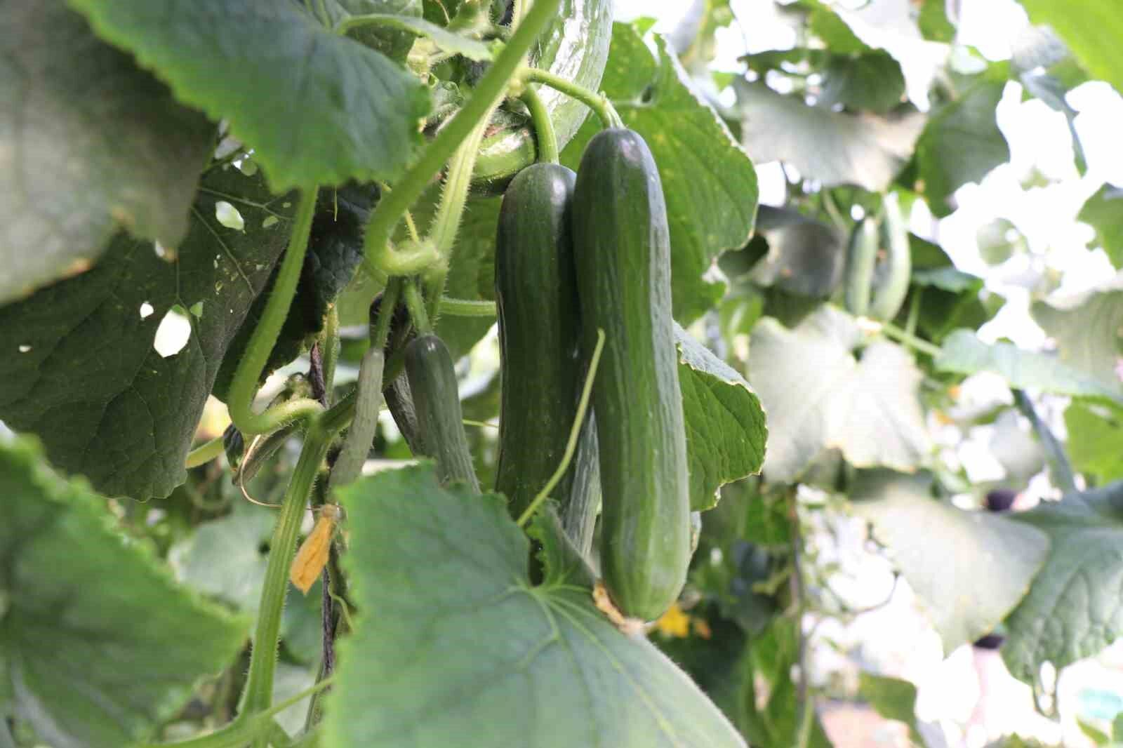 Tokat’ta sera üreticileri salatalıktan bu yıl verim alamadı