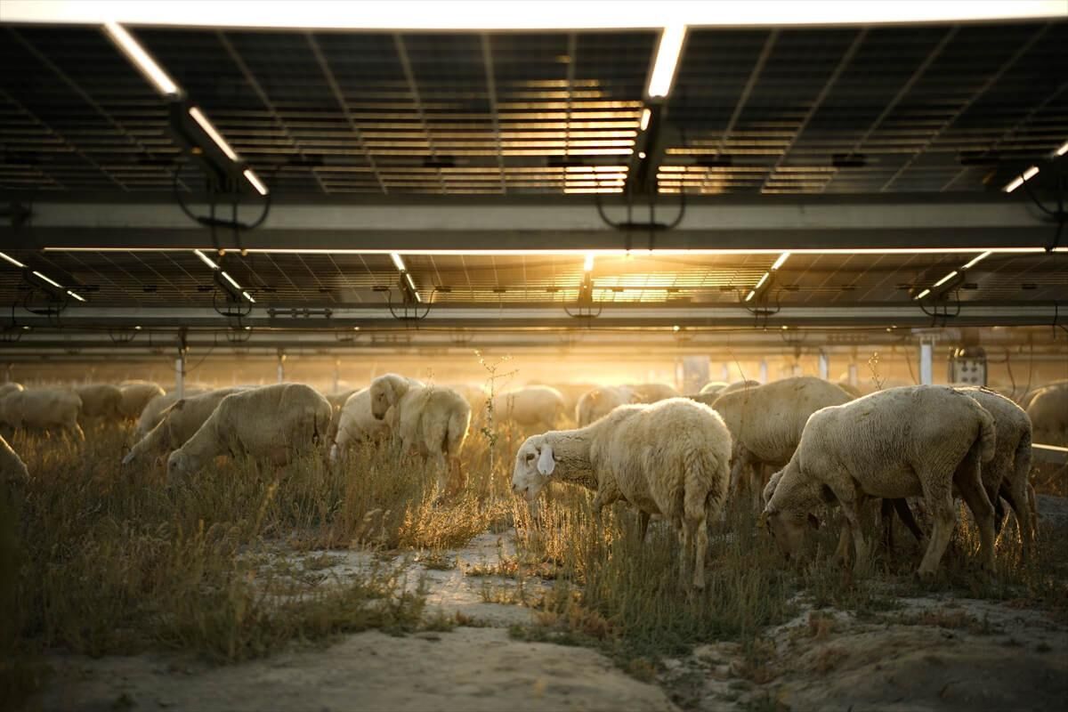 Karapınar Güneş Enerjisi Santrali'nde dikkat çeken uygulama!