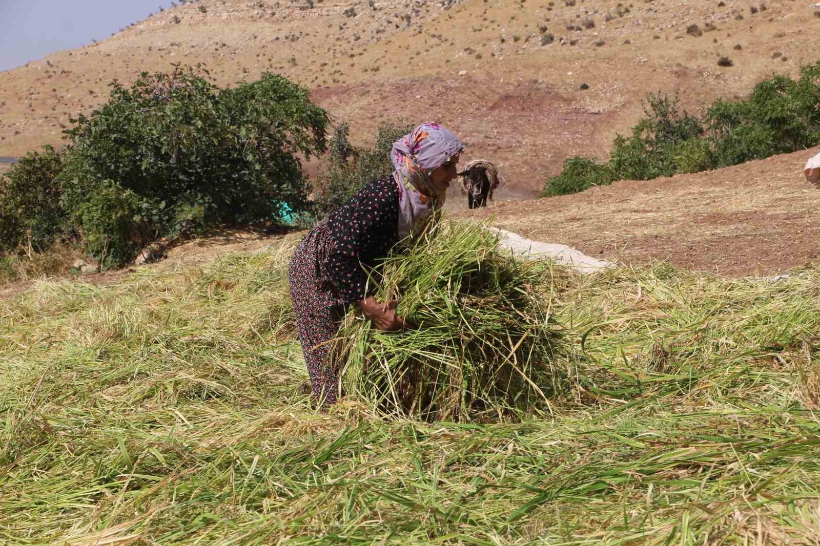 Batmanlı çiftçiler oraklarla her gün birinin pirinç tarlasını biçiyor