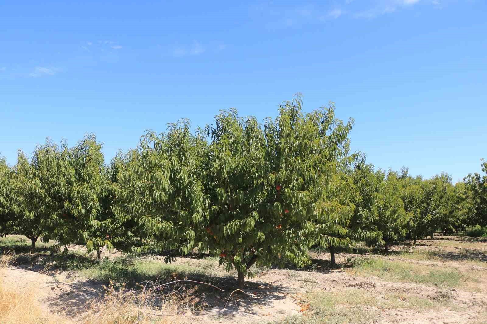 Buzla korunan ağaçlar meyve verdi