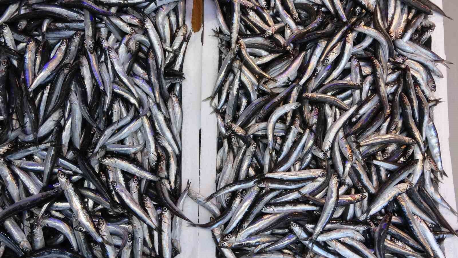 Hamsi sezonu erken başladı ancak bu ihracatına yansımadı