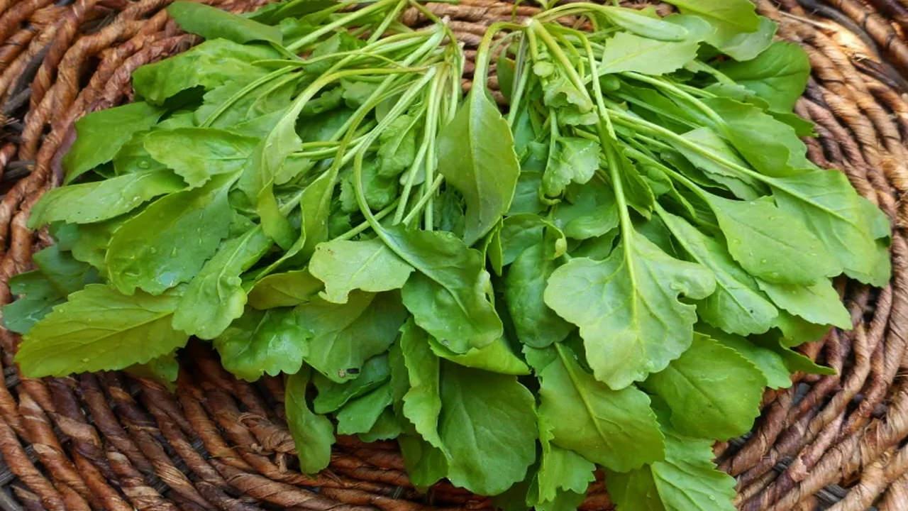 Terenin faydaları nelerdir, tere otu nasıl tüketilir? Tere kürü nasıl uygulanır?