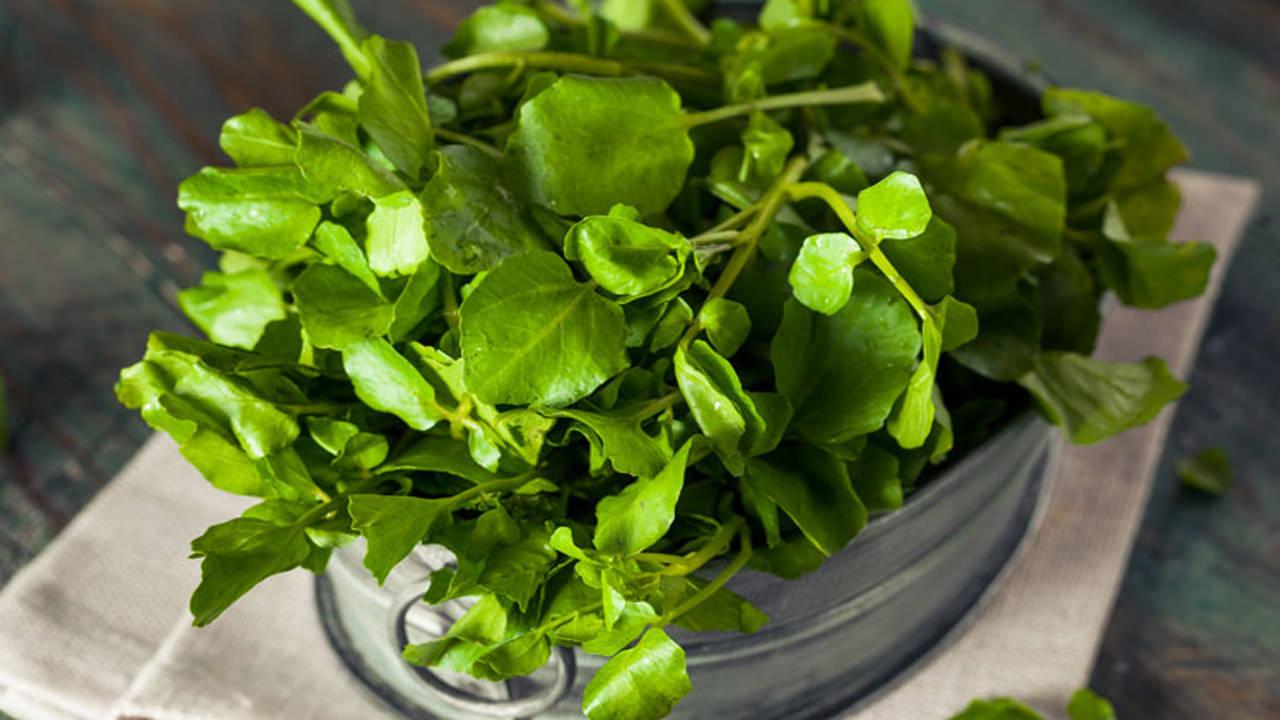 Terenin faydaları nelerdir, tere otu nasıl tüketilir? Tere kürü nasıl uygulanır?