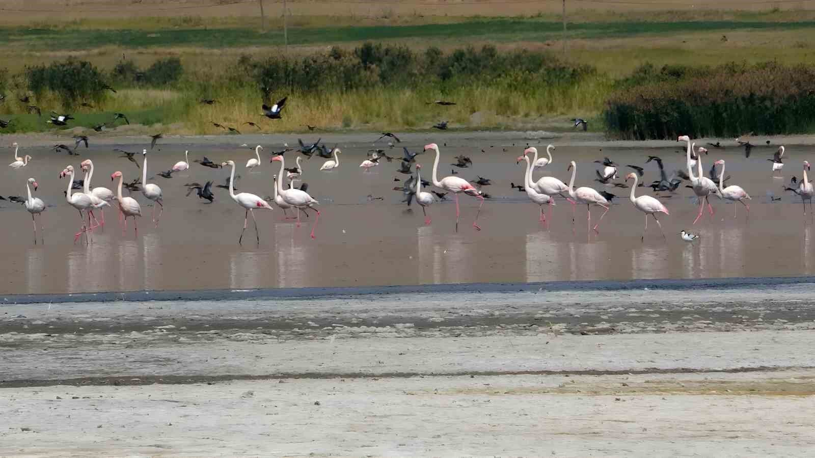 Erçek Gölü flamingoların gözde mekanı haline geldi