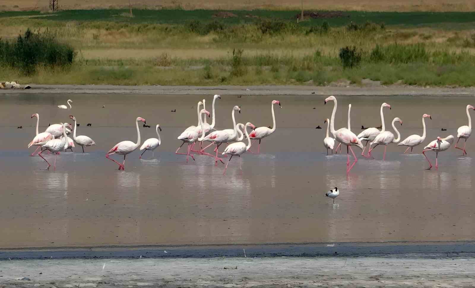 Erçek Gölü flamingoların gözde mekanı haline geldi
