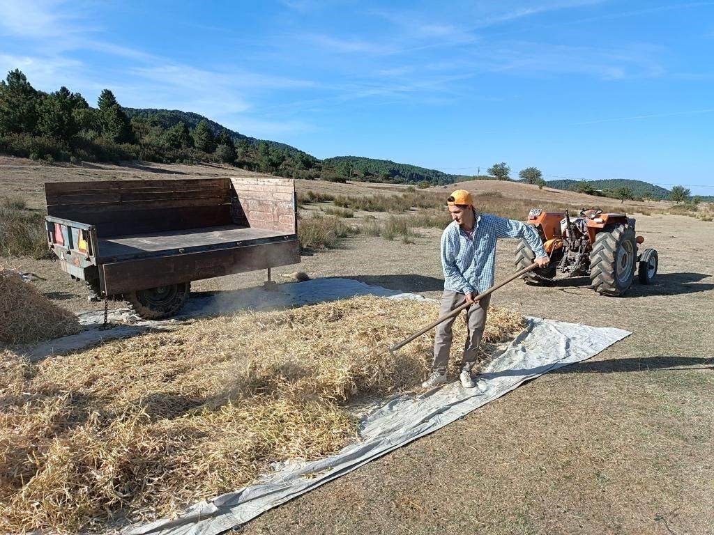 Kuru fasulyenin sofralara yolculuğu traktörle ezilerek başladı