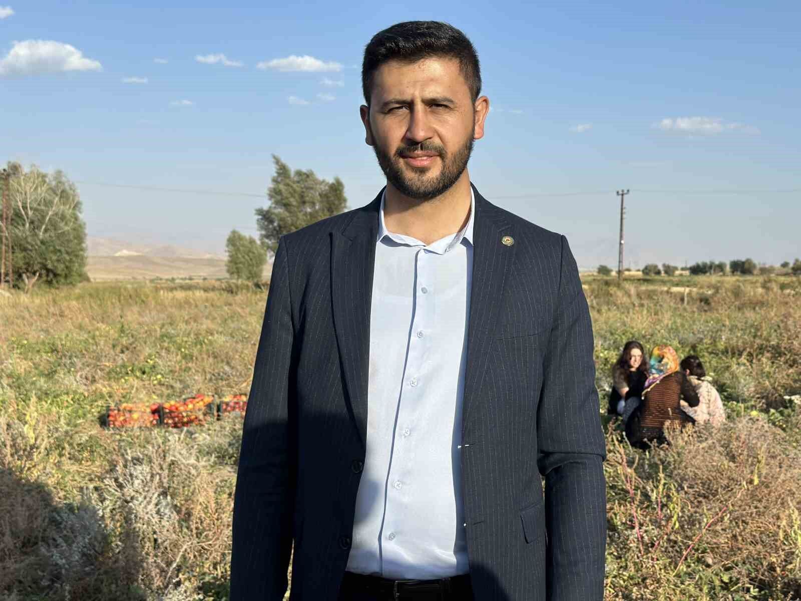 Yüksekova’da domates hasadına başlandı