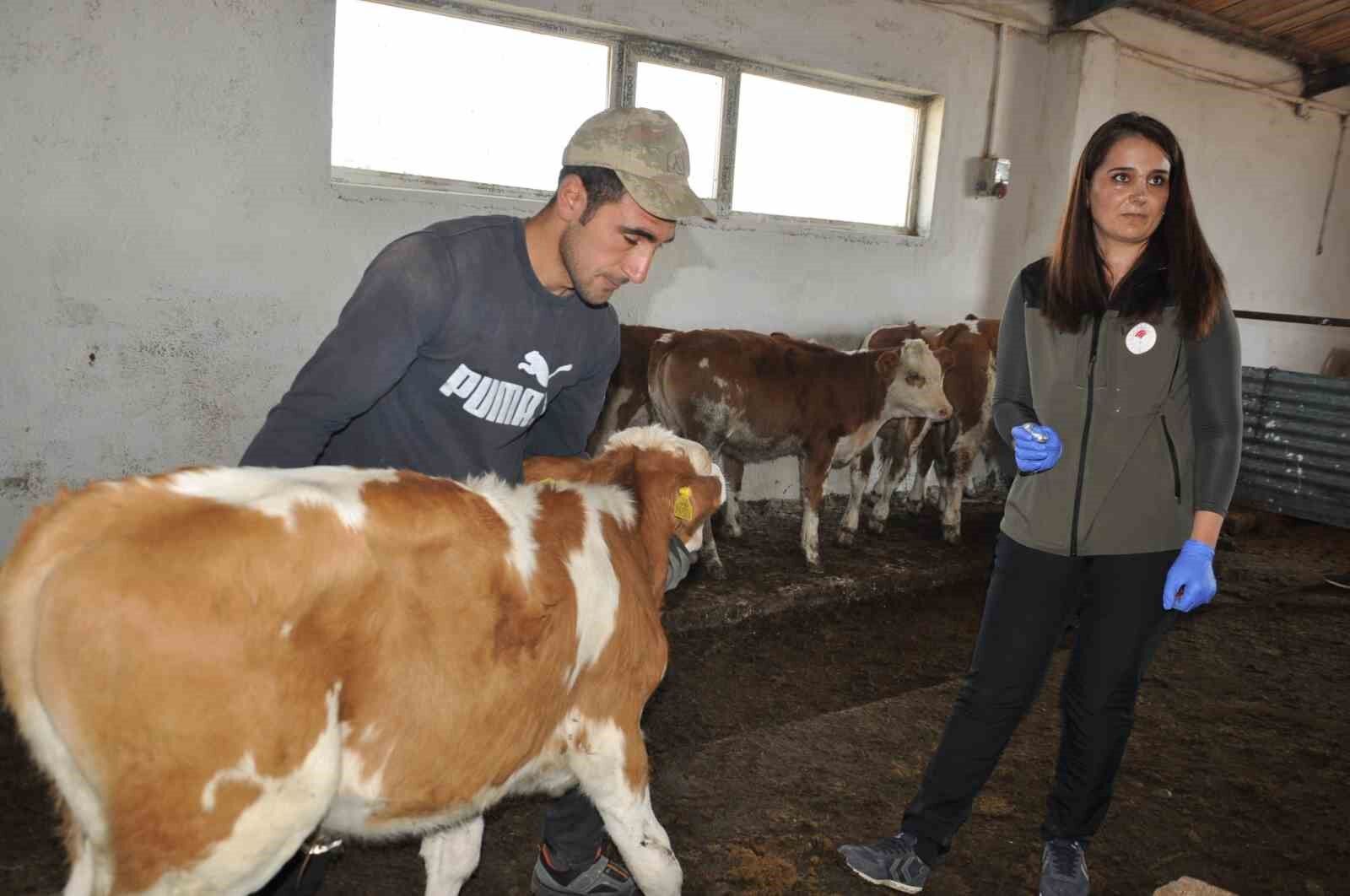 Kars’ta Sonbahar Dönemi Şap Aşılama kampanyası başladı