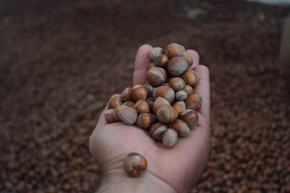 Üreticiler fındıkları depolayacak! Fındık fiyatı 100 lirayı aştı!