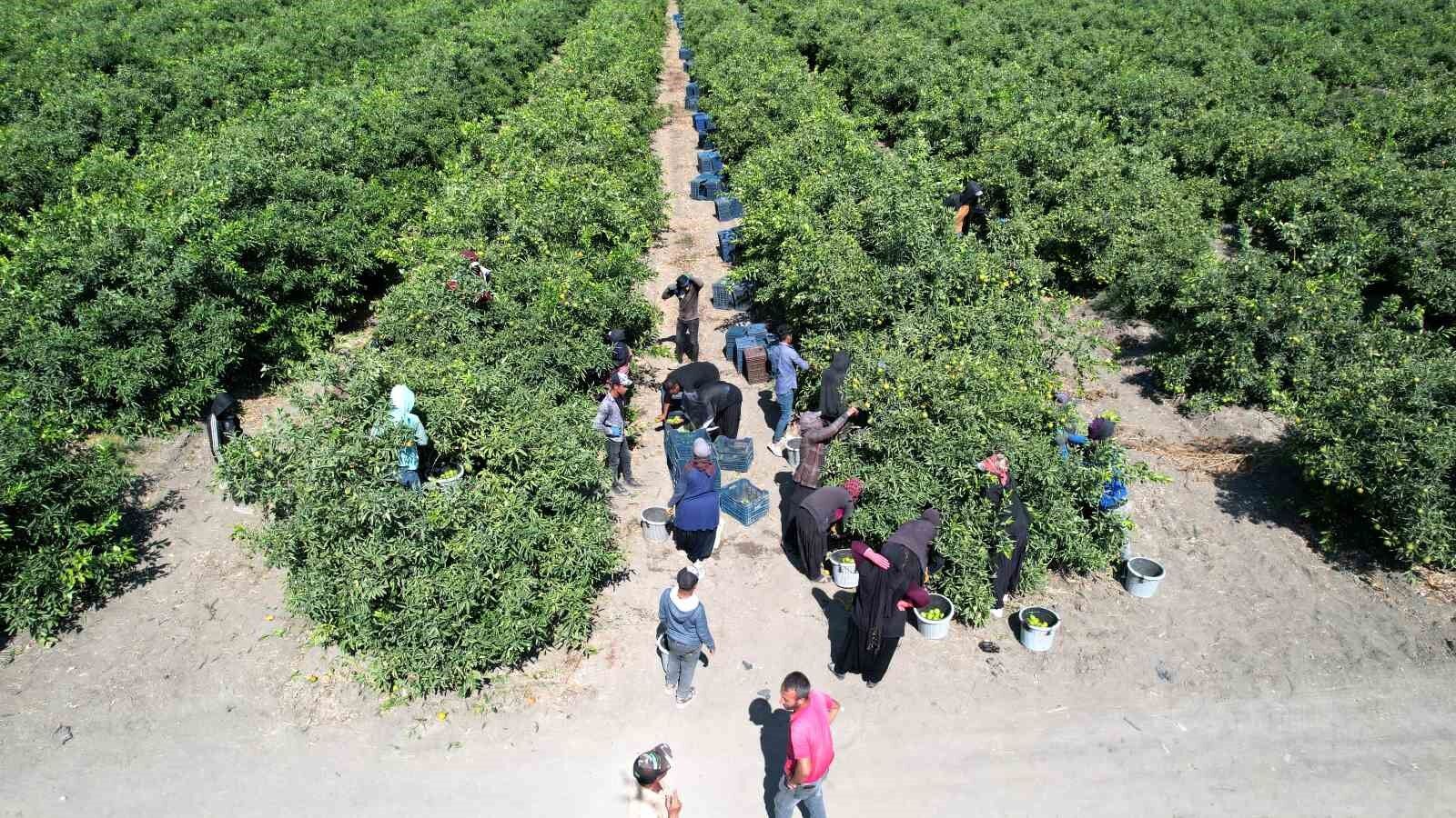 Mandalinada 1 milyon 350 bin ton rekolte bekleniyor