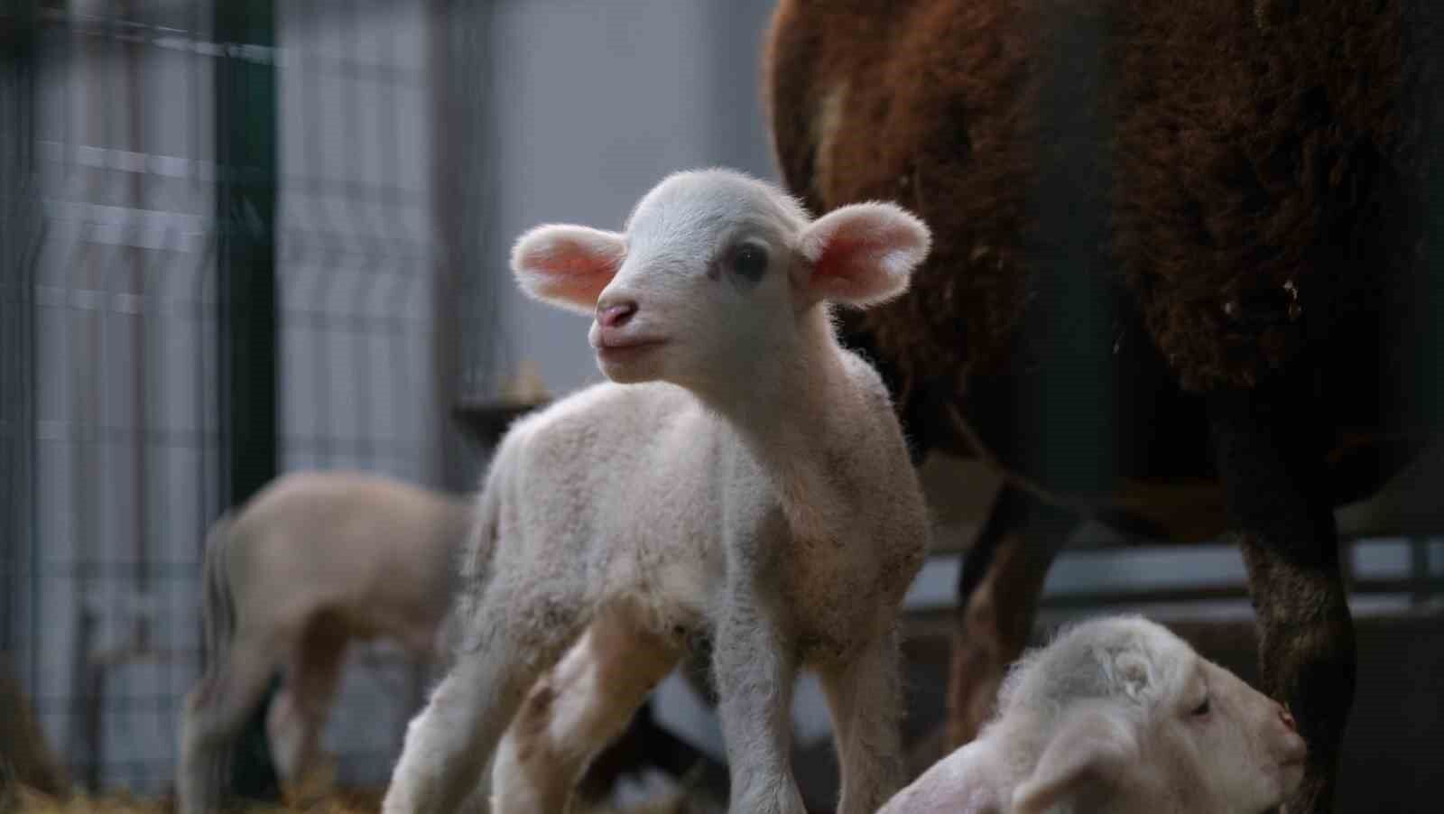 Küçükbaş Hayvancılık Festivali 40 bin sektör temsilcisini İnegöl’de buluşturdu