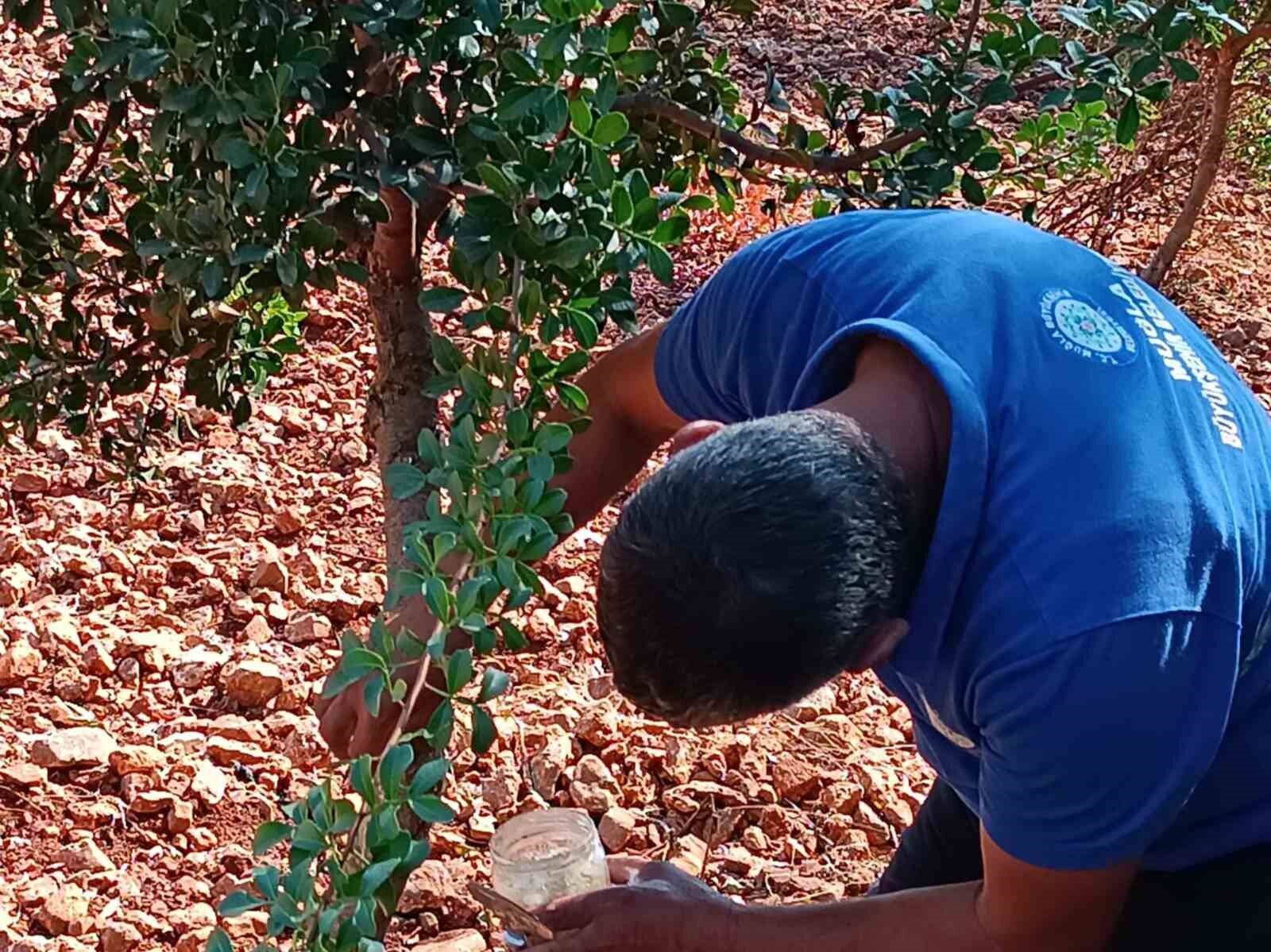 Sakız deneme bahçesi ilk ürünlerini verdi