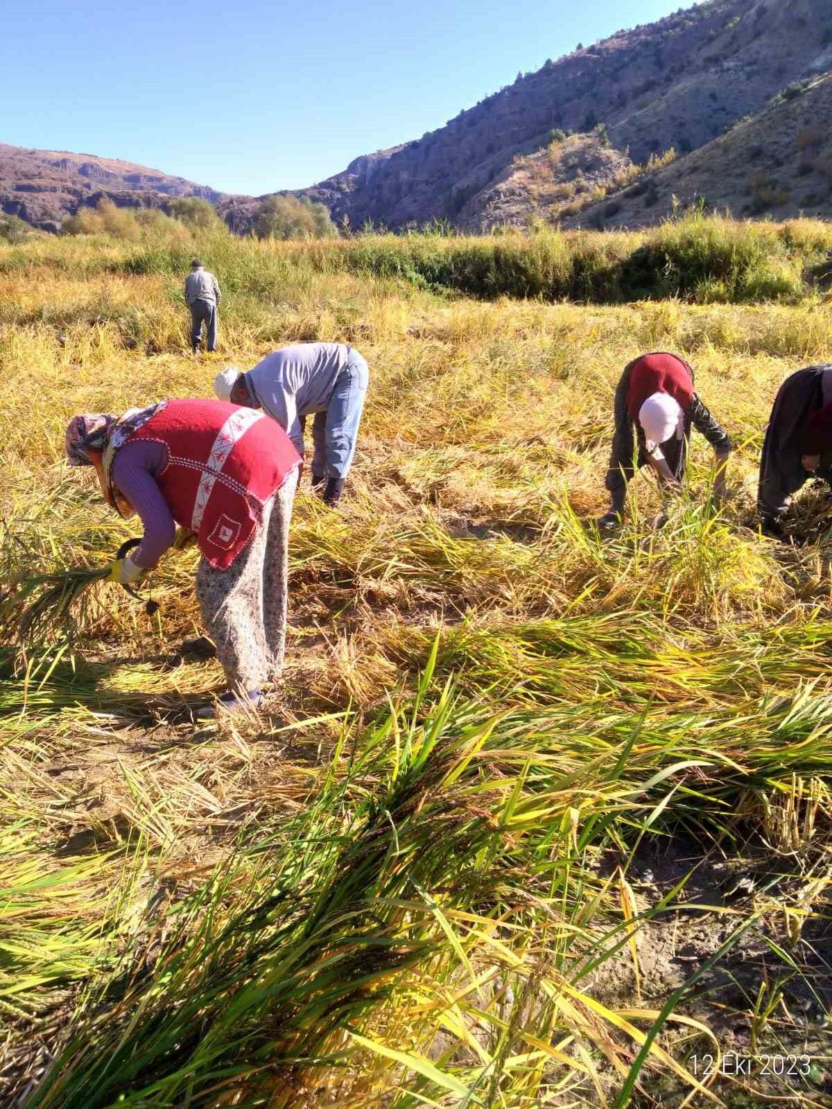 Çömlek patlatan pirincin hasadı başladı