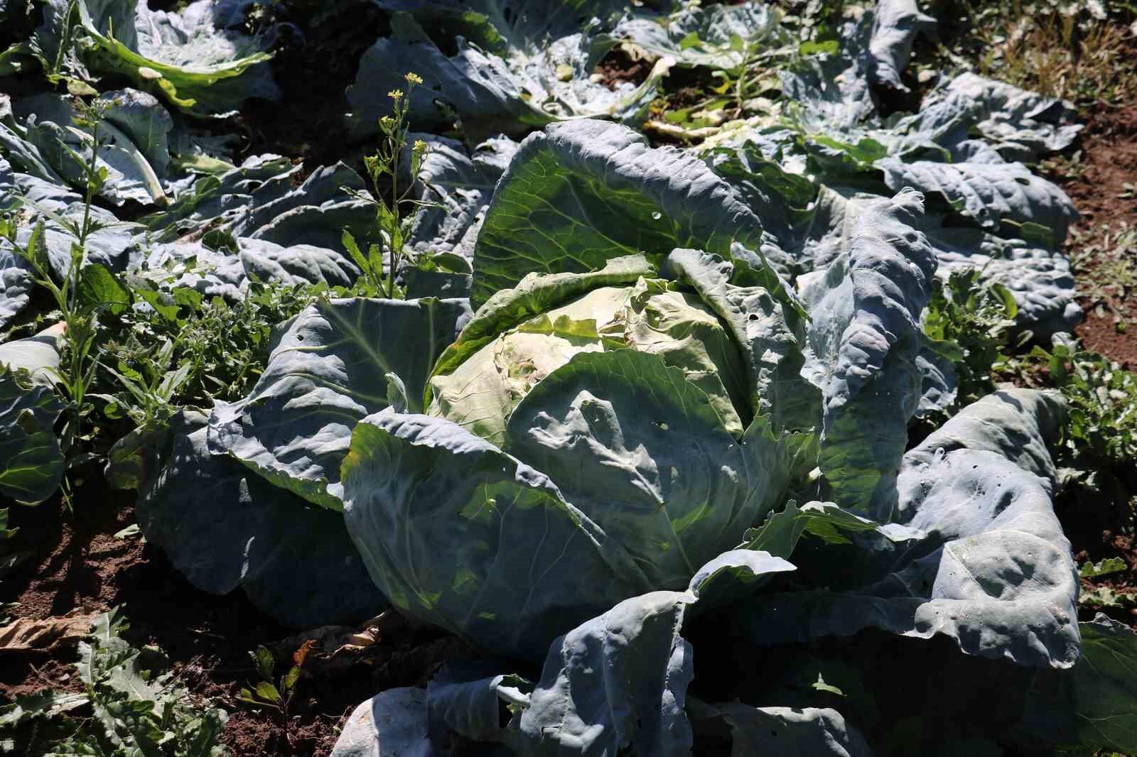 Ata tohumundan üretilen dev lahanaların hasadı başladı