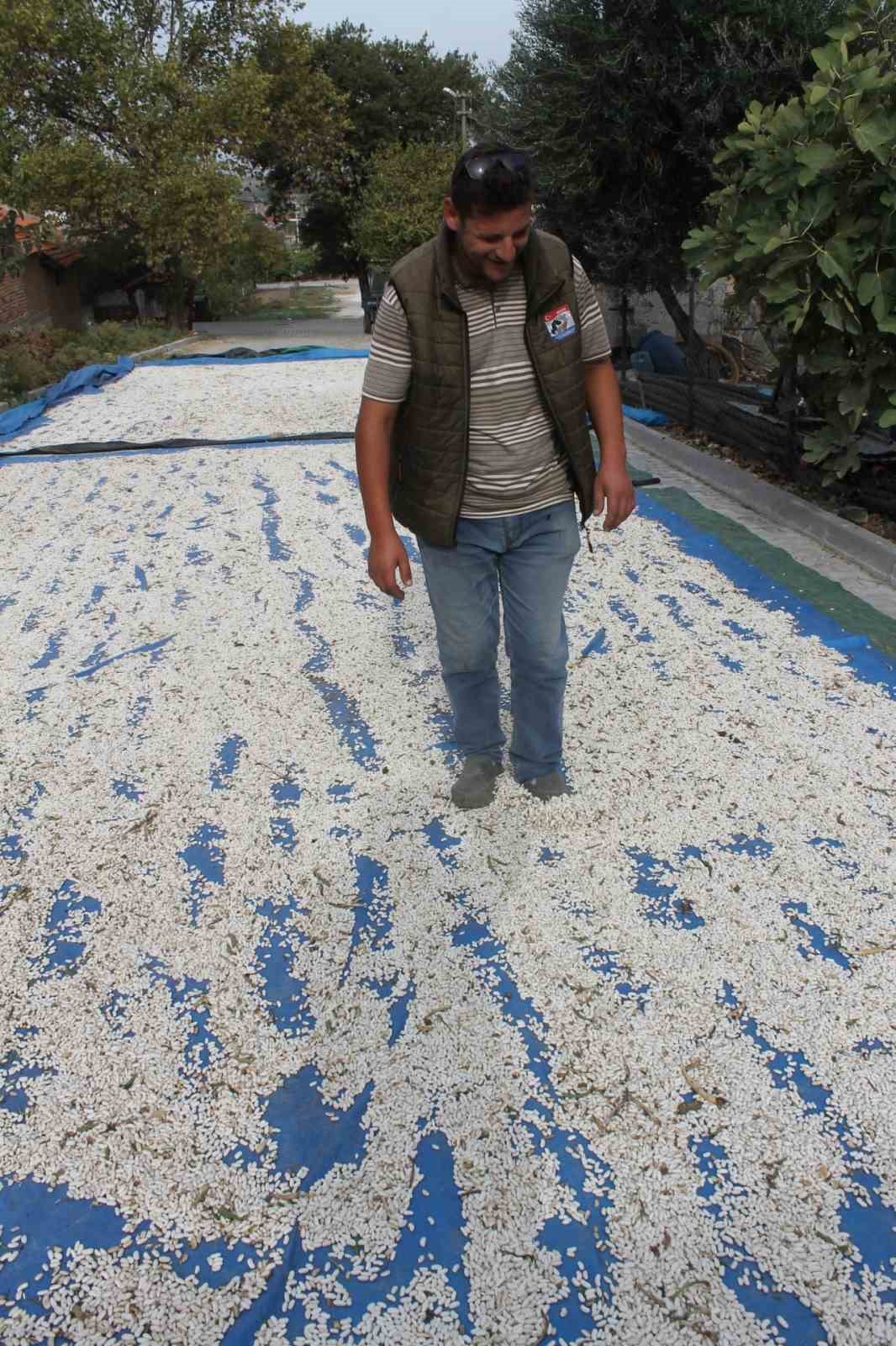 Manyas’ın coğrafi işaretli kazak fasulyesinde hasat başladı