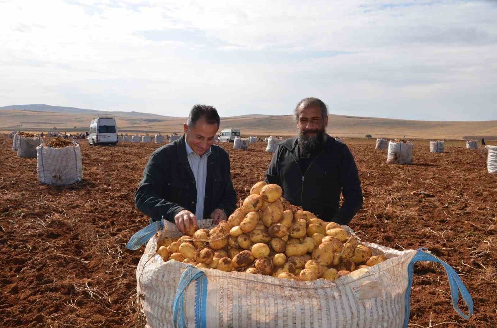 Malatya’da patates hasadı