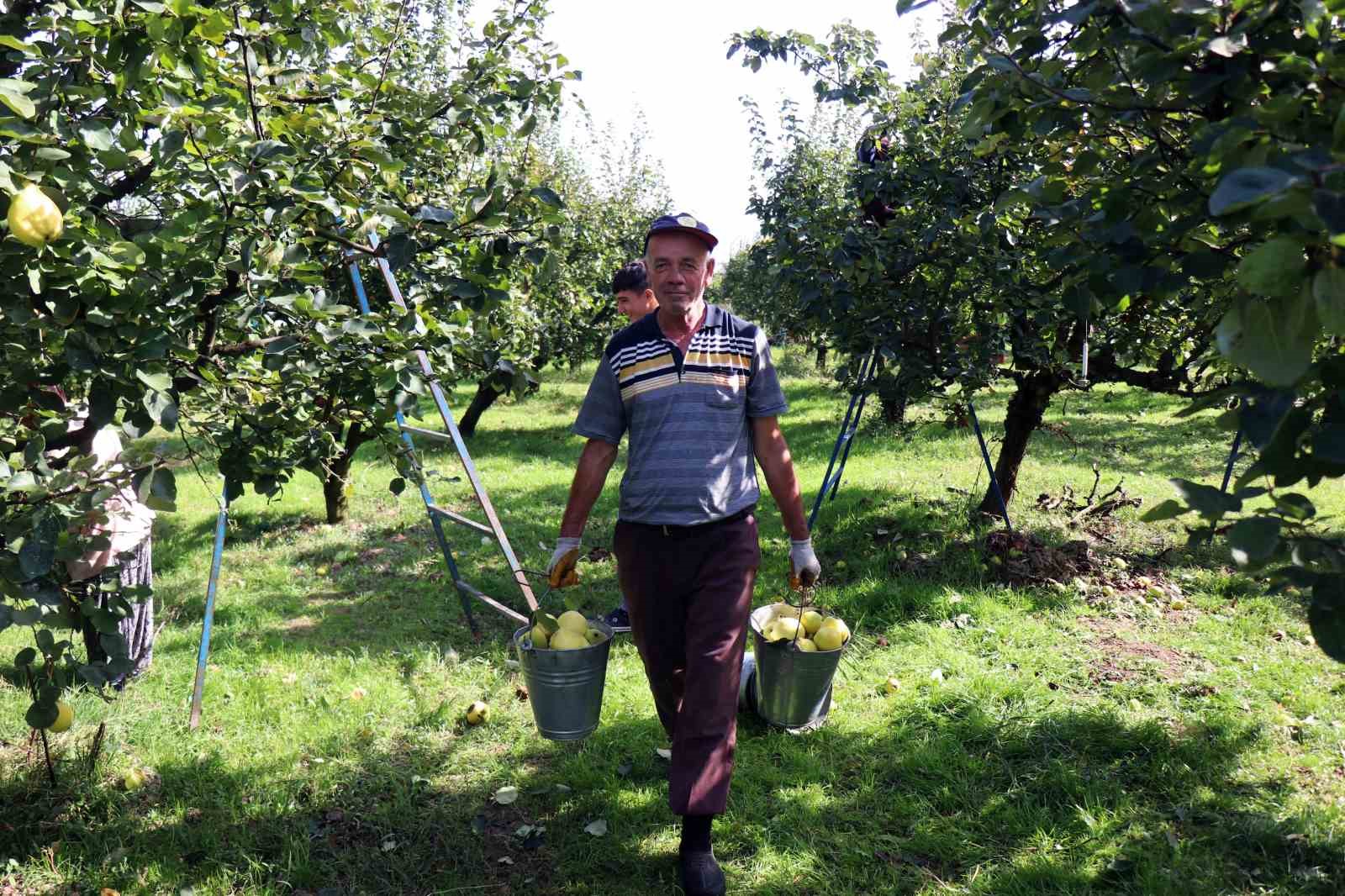 Sapından yaprağına kadar değerlendirilen Ayva’da hasat başladı