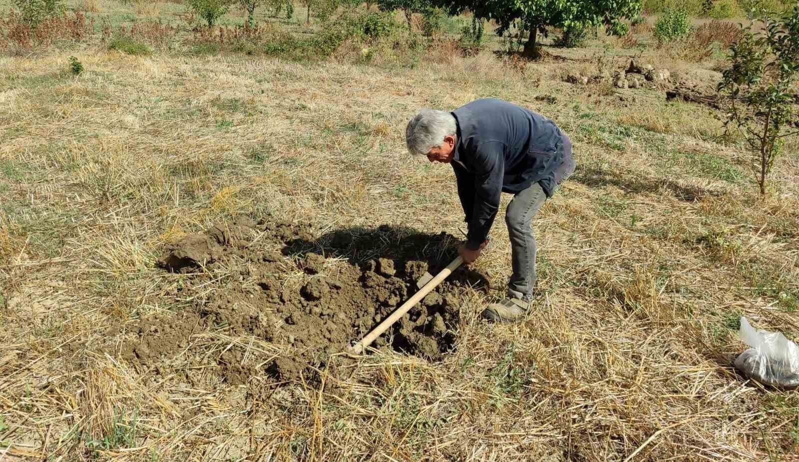 Şaphane’ye yaban mersini bahçesi tesis edilecek
