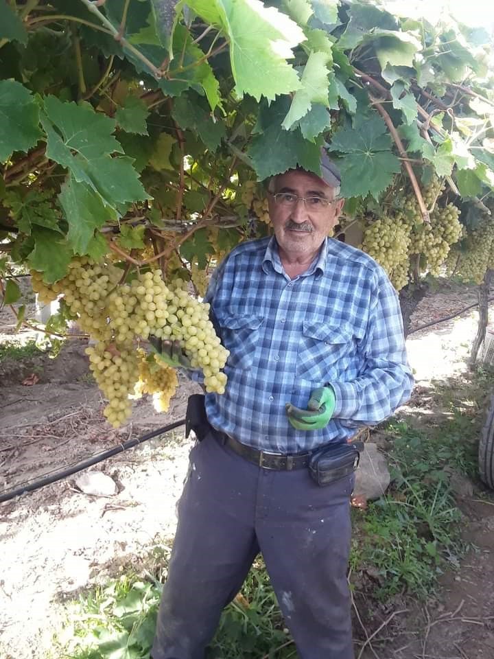 Üzüm salkımları tek tek kontrol ediliyor