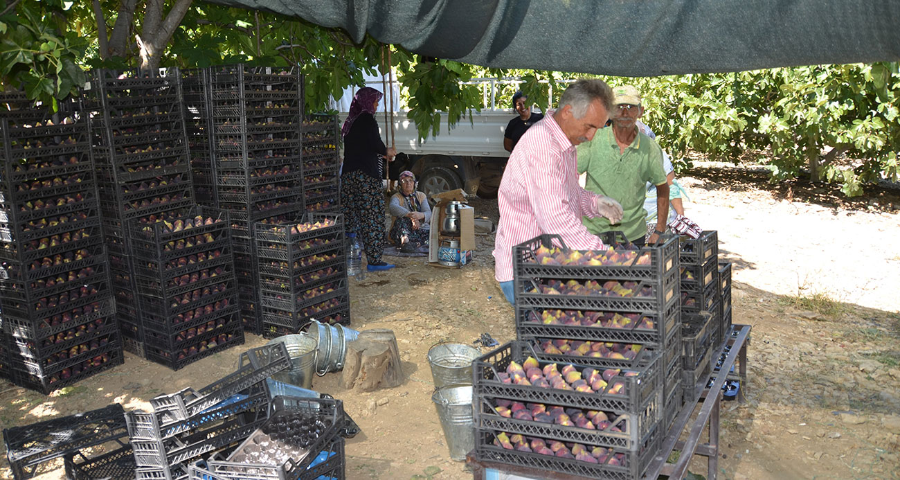 İncirde rekolte düştü, fiyat arttı