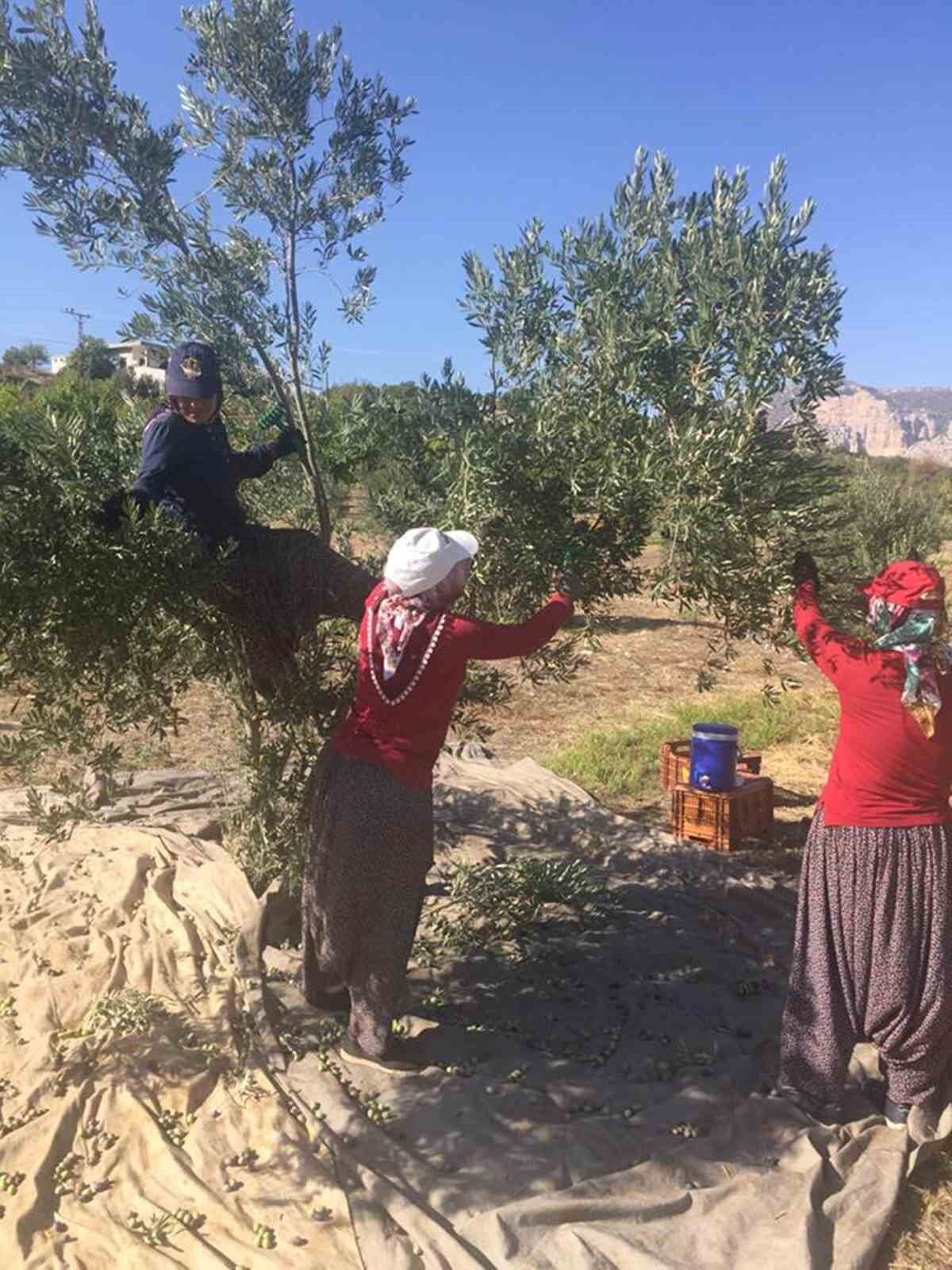 Mut’ta 269 bin dekar alanda 15 milyon ağaçta zeytin hasadı başladı
