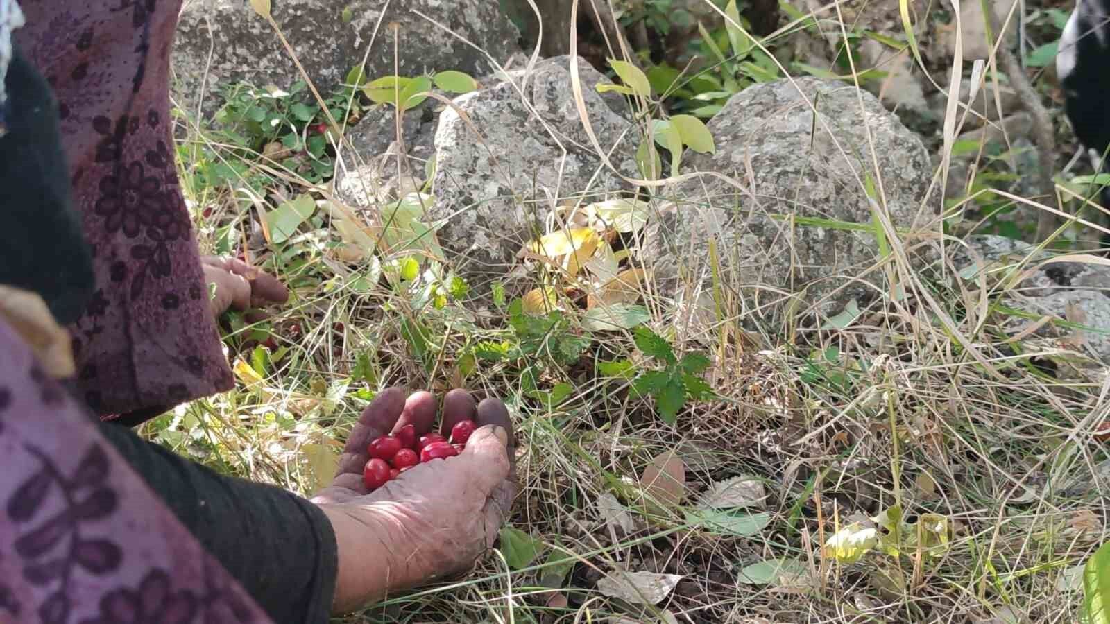 Şifa deposu kızılcıkta hasat vakti