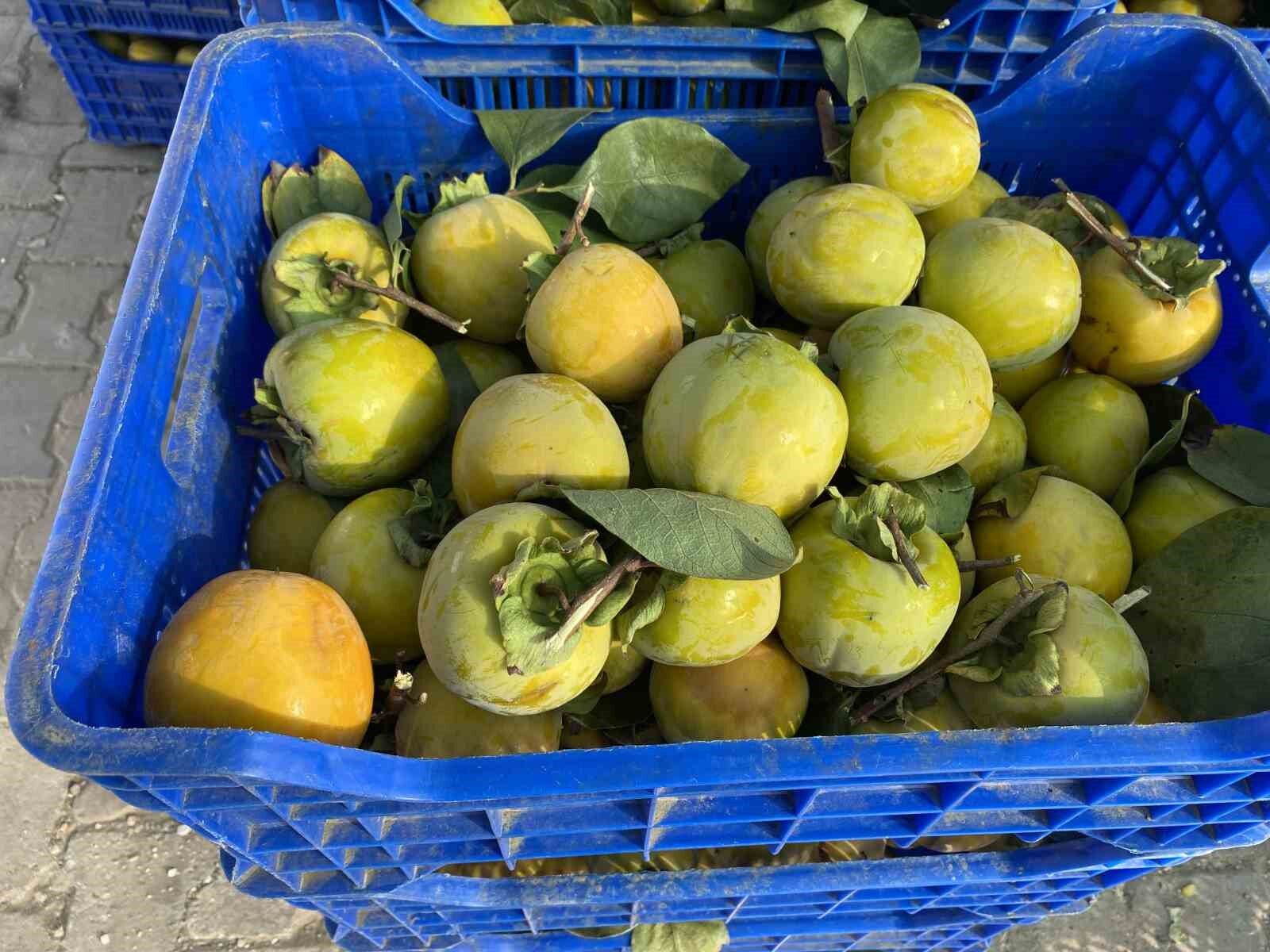 Manisa’dan dünyaya cennet hurması