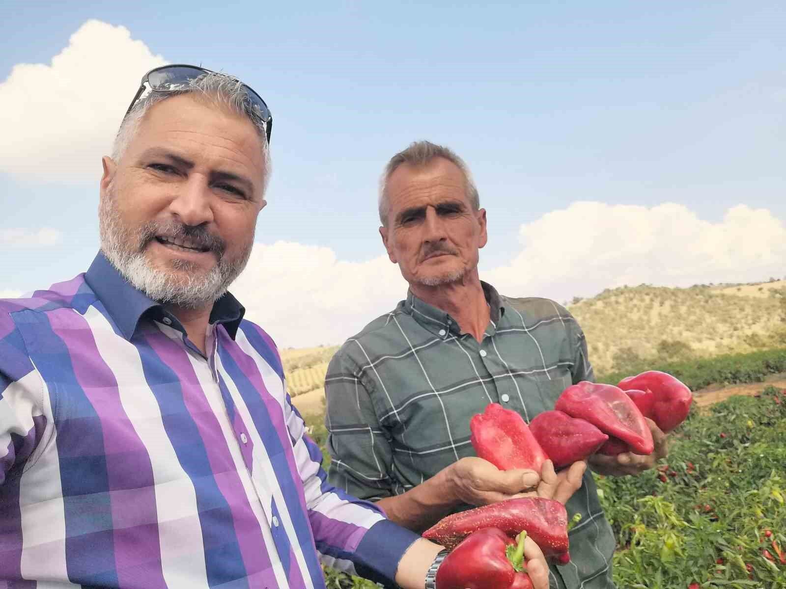 Salihli’de kapya biber bereketi