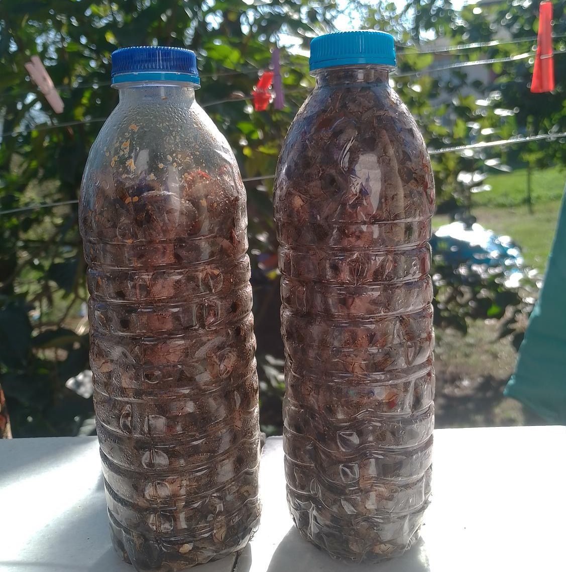 Yılda 300 kat çoğalabiliyor: Kahverengi kokarcalar, Ordu’da toplu şekilde evlere giriyor