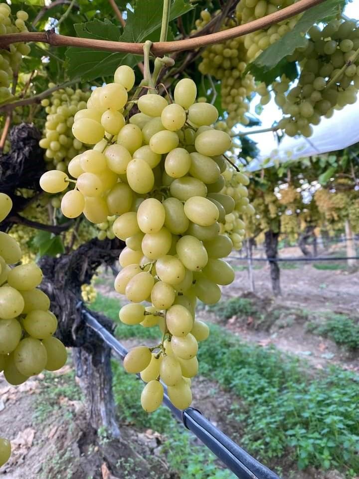 Dalında taze üzümler sofraları tatlandırıyor