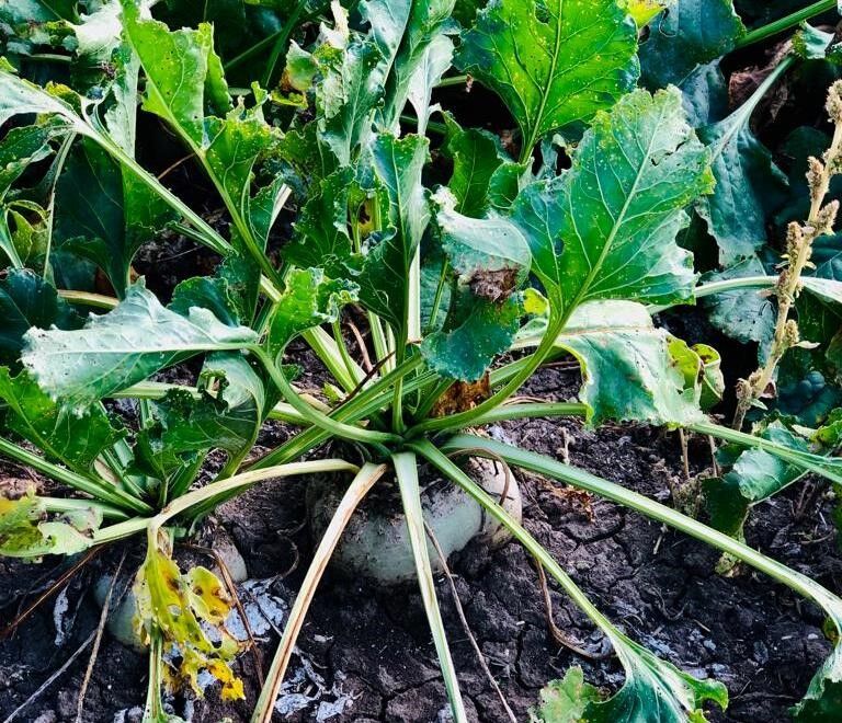 Emet’te şekerpancarı ekili alanlar kontrol edildi