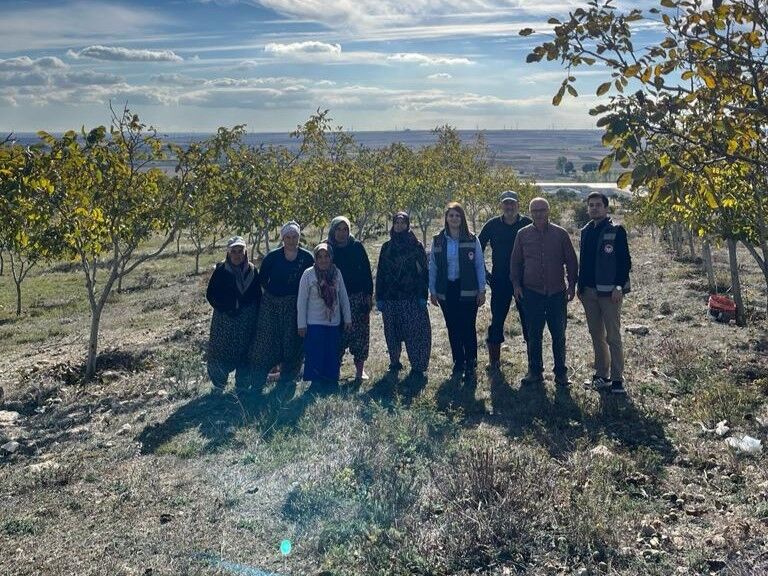 Kırklareli’nde ceviz hasadı devam ediyor