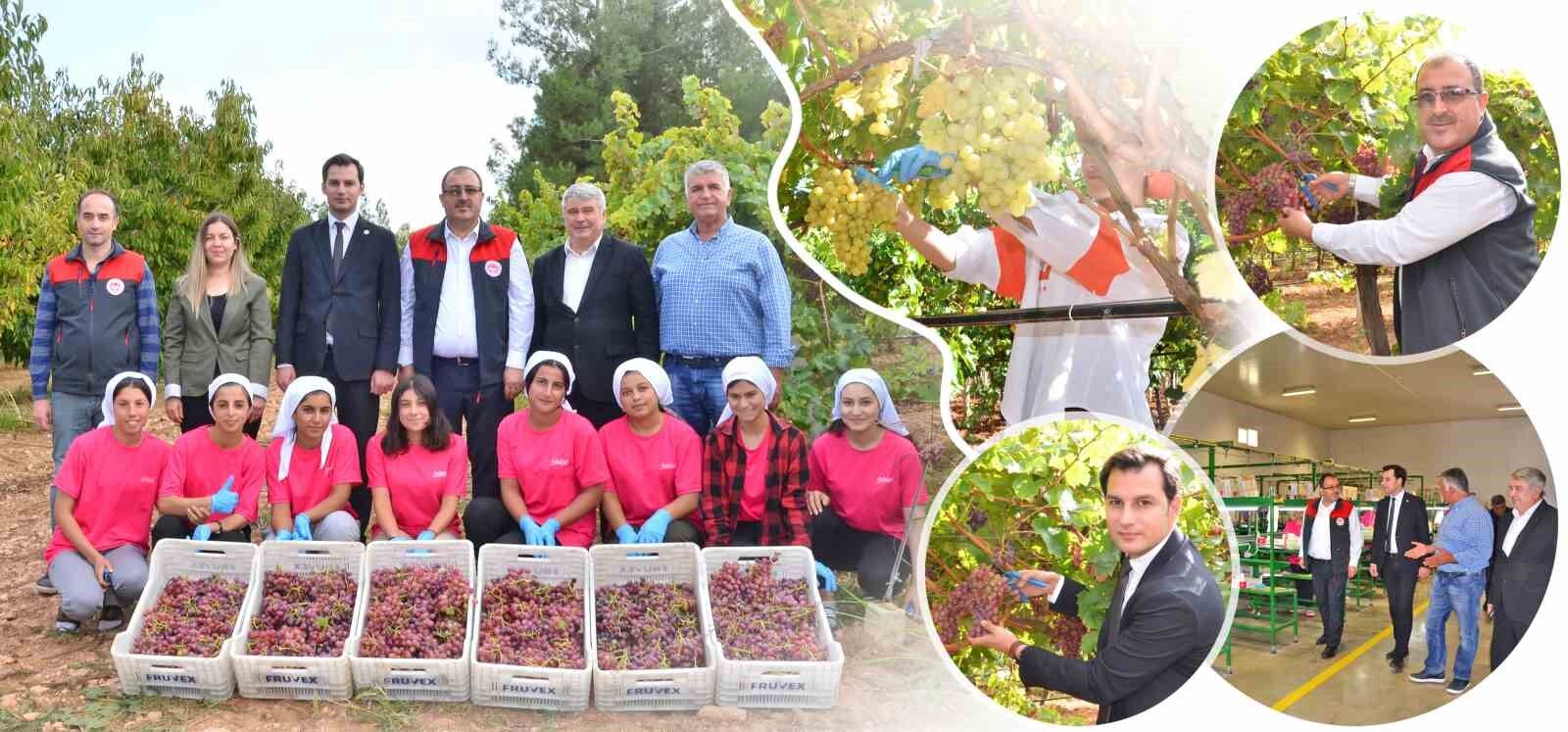 Denizli’nin bağlarında üzüm hasadı sona erdi