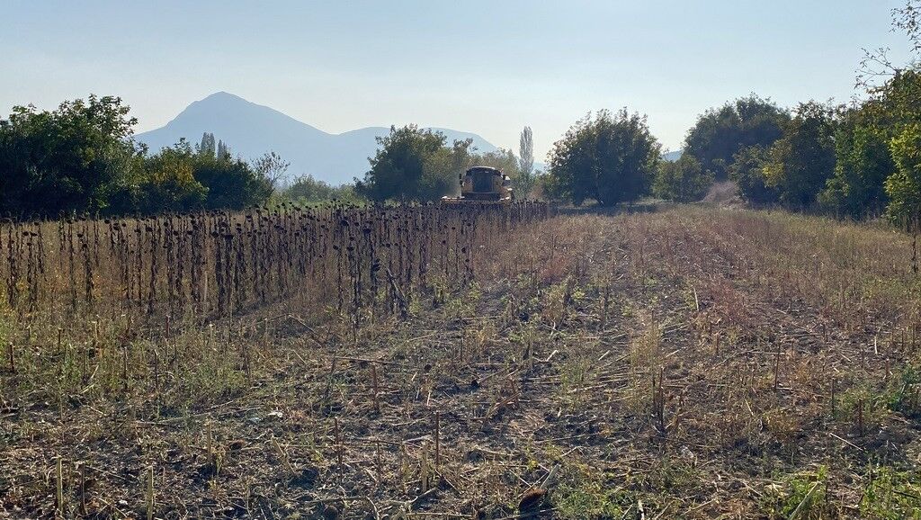 (ÖZEL) Bilecik’te yağlık ve çerezlik ayçiçeği hasadı tamamlandı