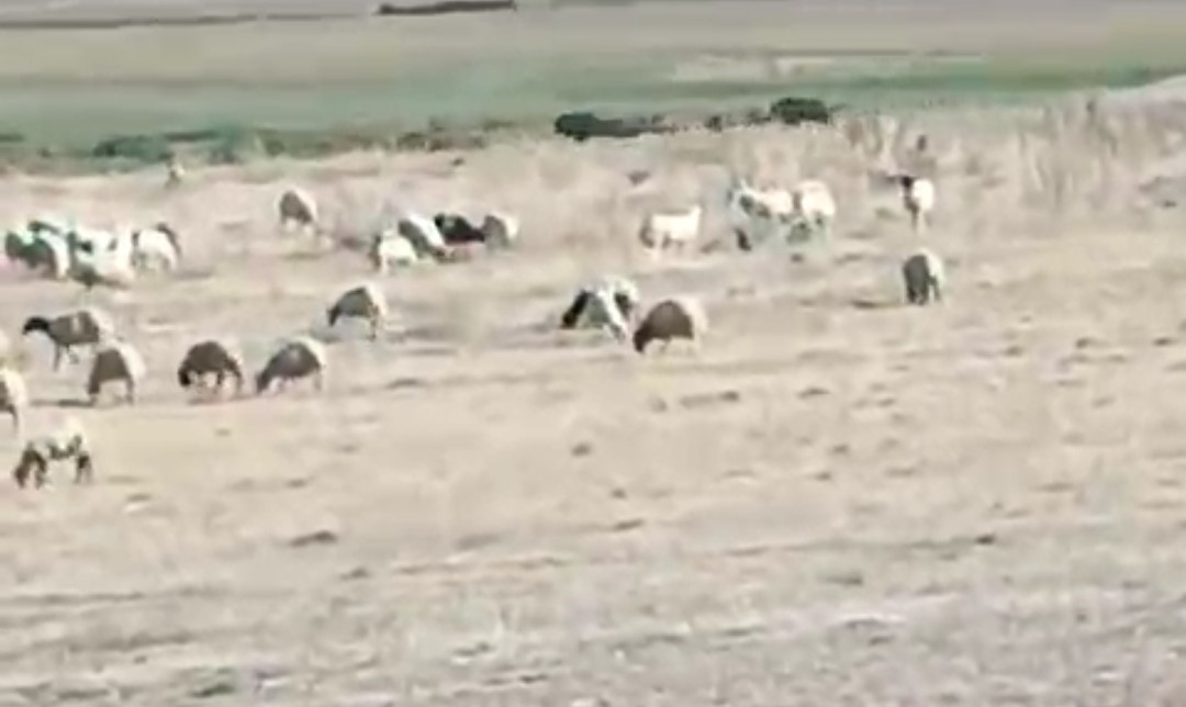 Aç kalan domuz sürüsü mahalleye indi