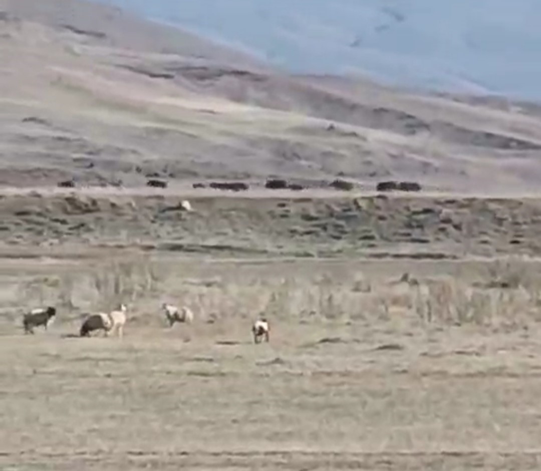 Aç kalan domuz sürüsü mahalleye indi