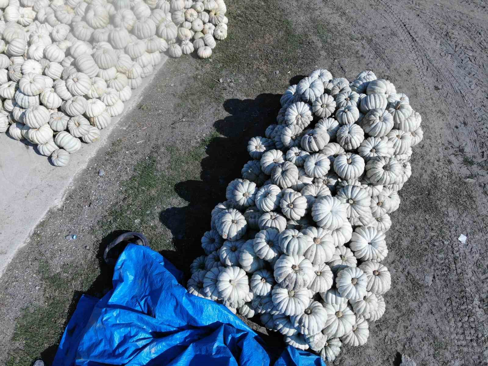 Bilecik’te 20 ile 30 kilogram ağırlığında gelen kestane kabağı hasadı başladı