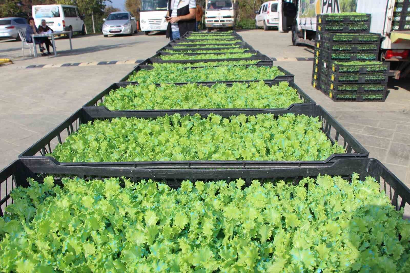 Yalova’da çiftçilere 595 bin kıvırcık fidesi dağıtıldı